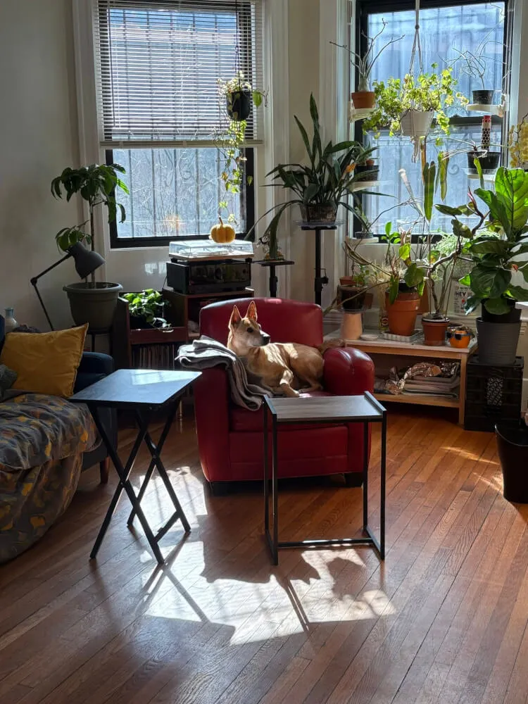 Bright Private Room in Renovated Brighton Apartment