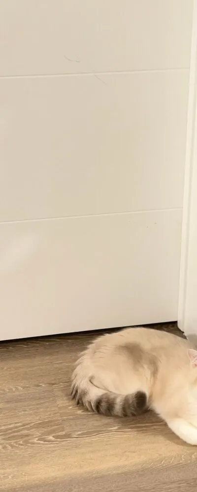 Private Secondary Bedroom in JSQ | Own Bathroom | Cat Friendly | Near PATH Station