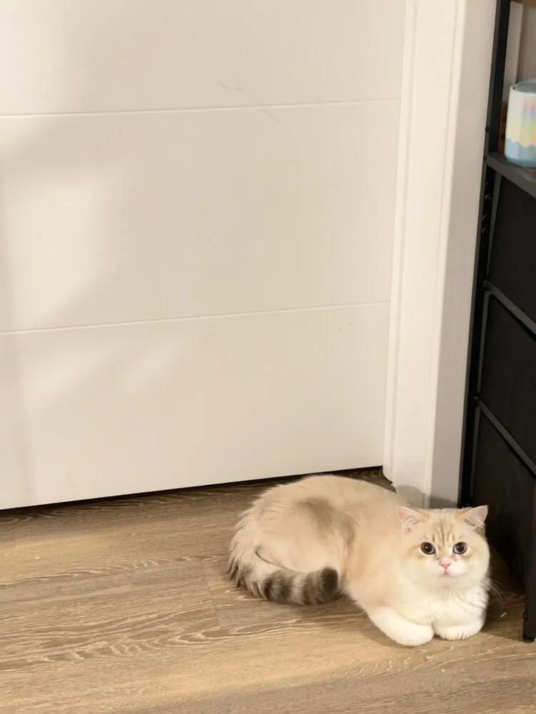 Private Secondary Bedroom in JSQ | Own Bathroom | Cat Friendly | Near PATH Station