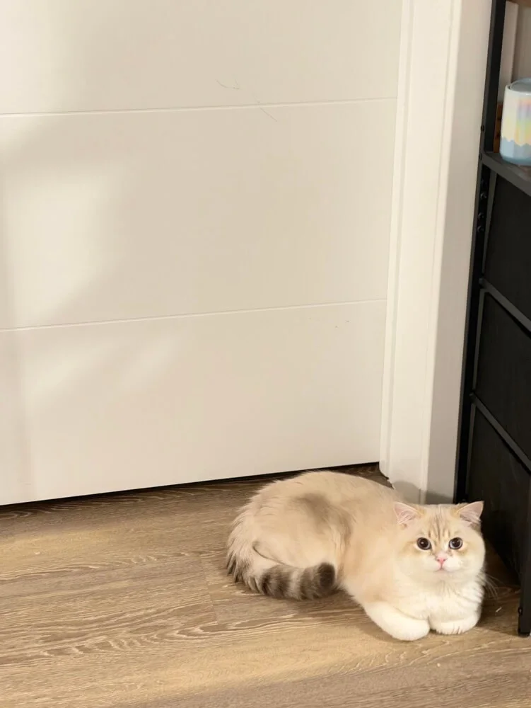 Private Secondary Bedroom in JSQ | Own Bathroom | Cat Friendly | Near PATH Station